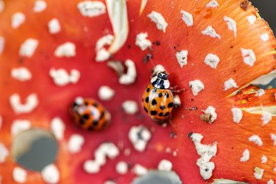 Close-up of ladybug on flower