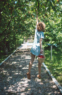 Full length of woman picking strawberries