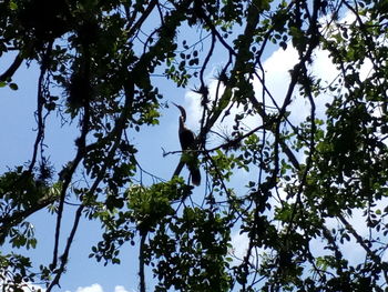 Low angle view of bird on branch against sky