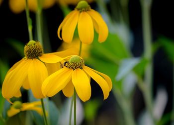 Close-up of insect on yellow flower