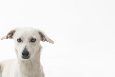 Close-up portrait of a dog over white background