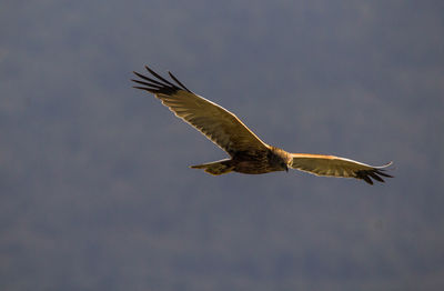 Low angle view of eagle flying in mid-air