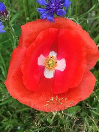 Close-up of red poppy flower