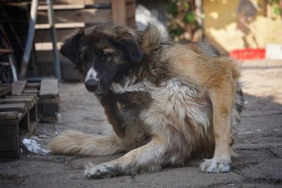 Close-up of dog