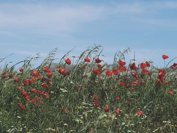 Close-up of poppy flowers growing in field against sky