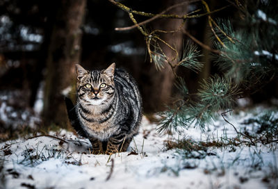 Portrait of cat on snow covered land