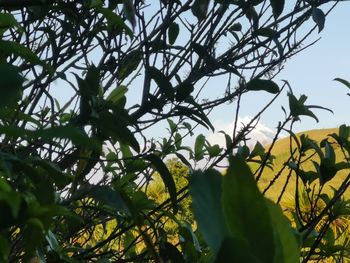 Low angle view of tree against sky