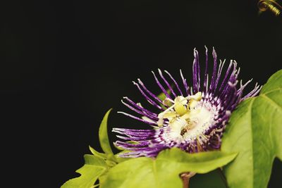 Close-up of purple flower blooming against black background