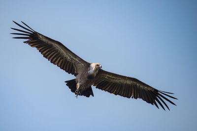 Low angle view of eagle flying against clear sky
