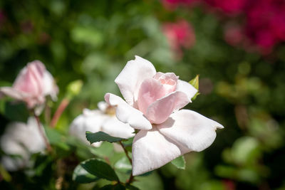 Close-up of white rose