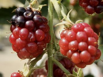 Close-up of cherries growing on plant