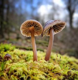 Close-up of mushroom growing on mossy tree trunk