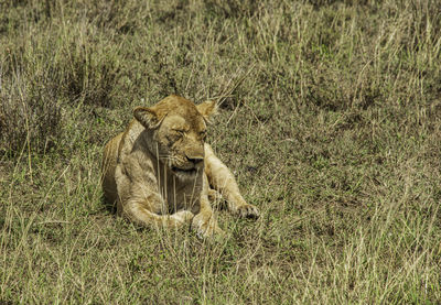 Lioness  relaxing on the serengeti