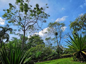 Trees on field against sky