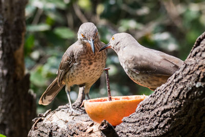 Close-up of birds perching on branch