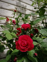 Close-up of red rose on plant