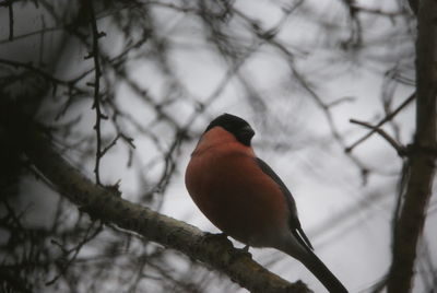 Close-up of bird perching on branch