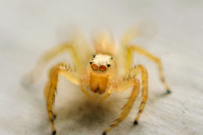 Close-up of spider