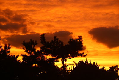 Low angle view of silhouette trees against orange sky