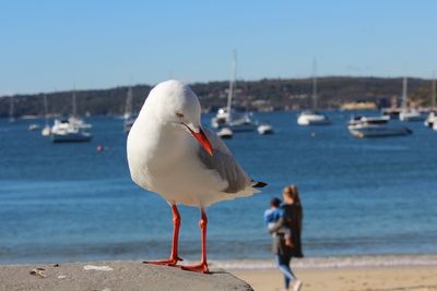 Seagull perching on a beach