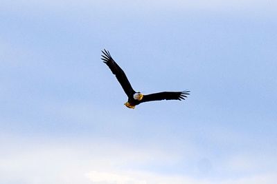 Low angle view of eagle flying against sky