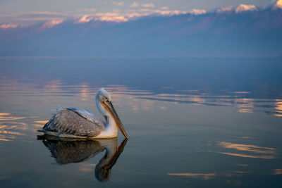 Pelican on lake