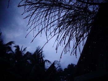 Low angle view of silhouette trees against sky