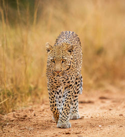 View of a cat on field