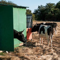 Cows in the field