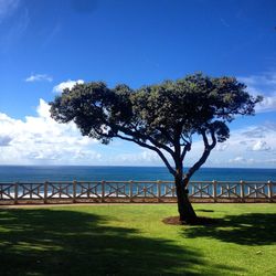 Tree by sea against sky