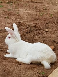 White cat on field