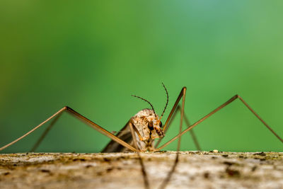 Close-up of insect on wall