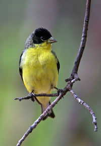 Close-up of bird perching on branch