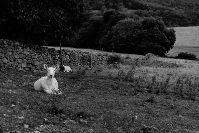 Dog sitting in a field