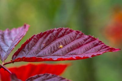 Close-up of red leaves on plant