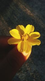 Close-up of yellow flower