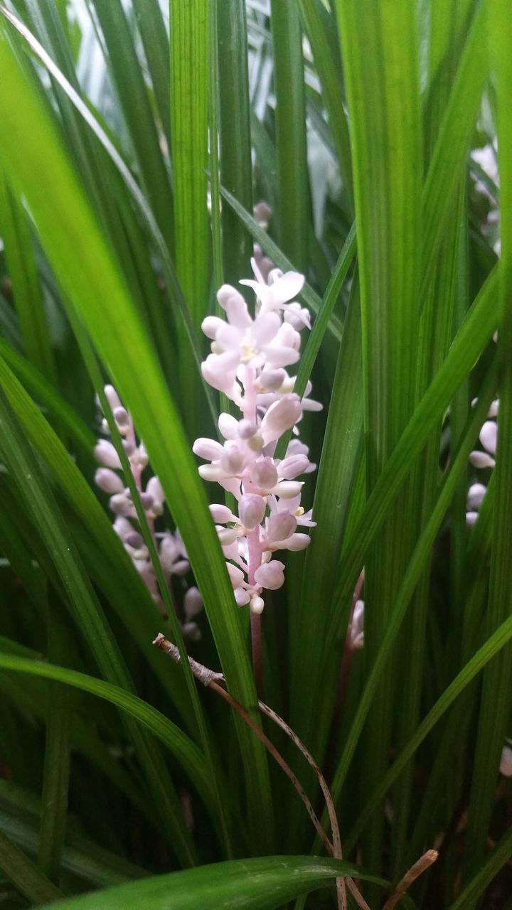 CLOSE-UP OF PURPLE FLOWERING PLANTS ON LAND