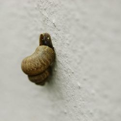 Close-up of snail