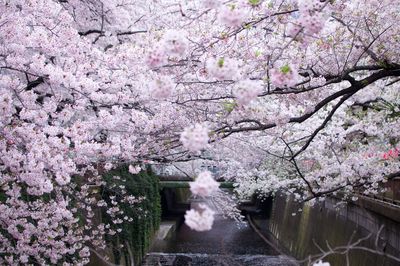 Close-up of cherry blossom tree against sky