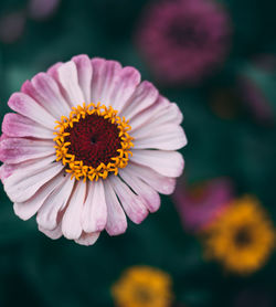 Close-up of daisy flower