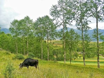 Horse grazing on field against trees