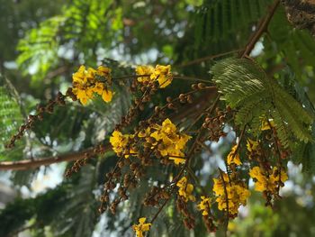 Close-up of yellow flowering plant