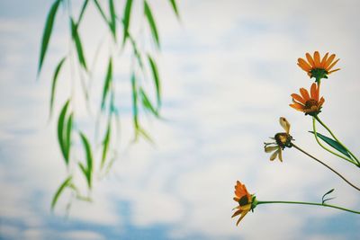 Close-up of flowering plant against sky