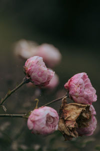 Close-up of purple flowering plant