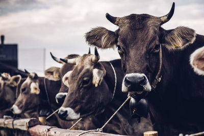 Cows fair of mountain breeders