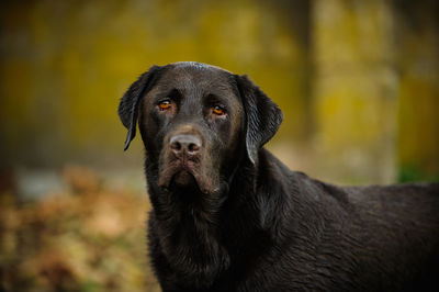 Portrait of chocolate retriever