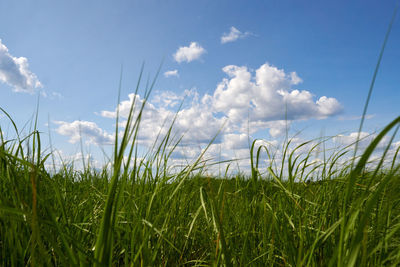 Surface level of grass on land against sky