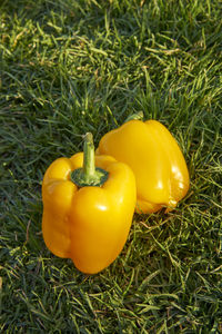 High angle view of yellow bell peppers on grass