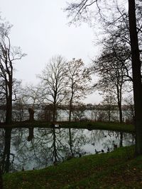 Bare trees in water