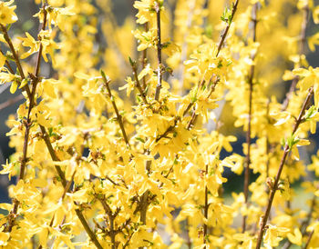 Close-up of yellow flowering plant